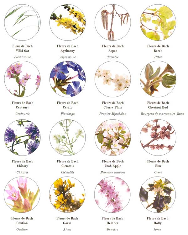 Fleurs